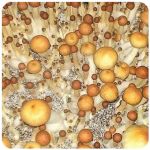 Псилоцибиновые (галлюциногенные)  грибы Psilocybin "Golden Teacher" в Краснознаменске