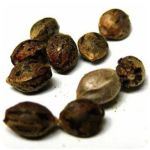 Семена марихуаны АК-47  (Seeds AK-47) в Краснознаменске